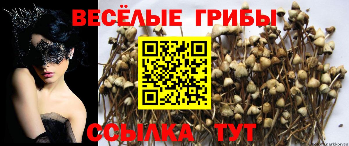 Псилоцибиновые грибы GOLDEN TEACHER Нарткала