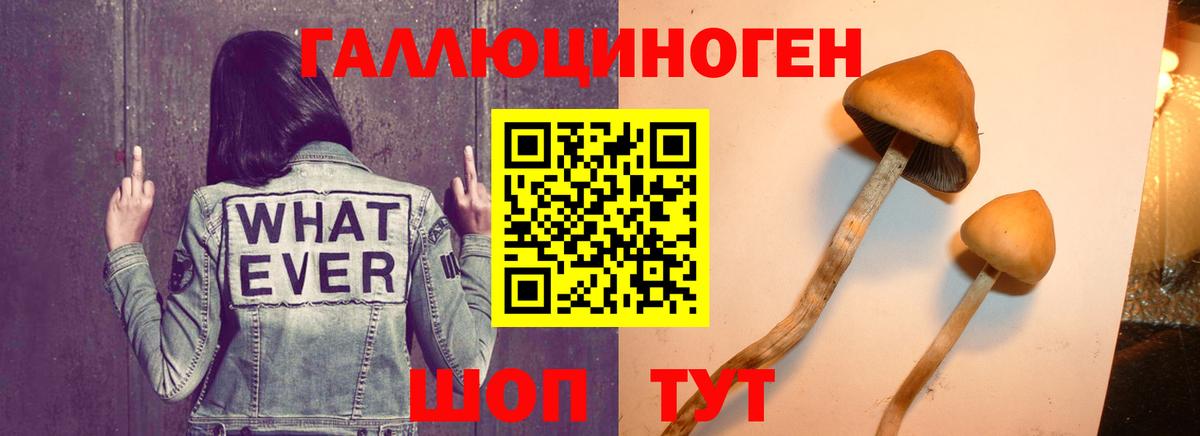 Псилоцибиновые грибы MAGIC MUSHROOMS  Вход с VPN  Нарткала 